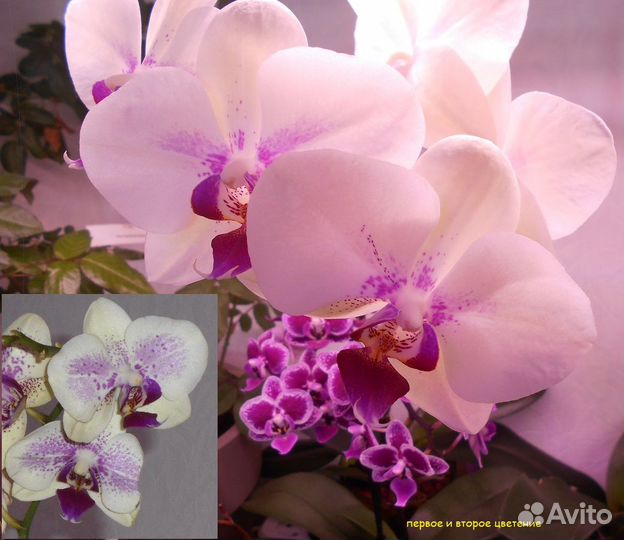 Орхидея фаленопсис