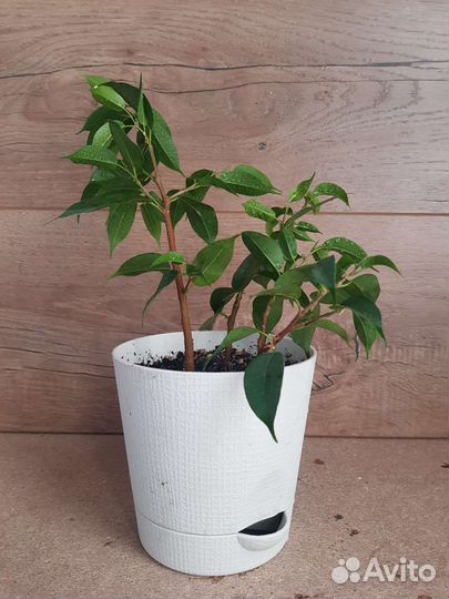 Цветы домашние в горшках