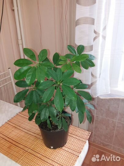 Замиокулькас супер нова