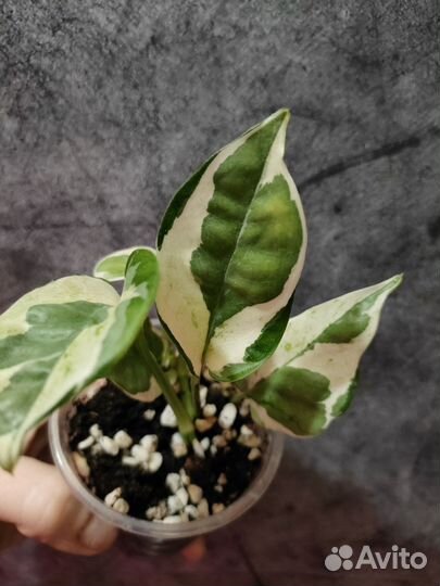 Эпипремнум Биг