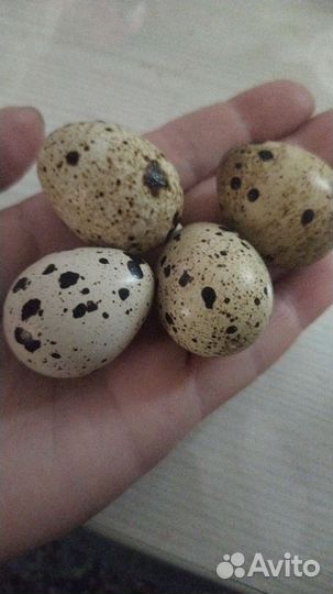 Яйца перепелиные