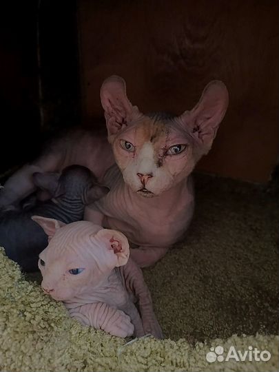 Голубоглазый Сфинкс котенок мальчик бежевый