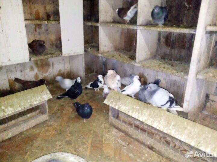 Продажа голубей