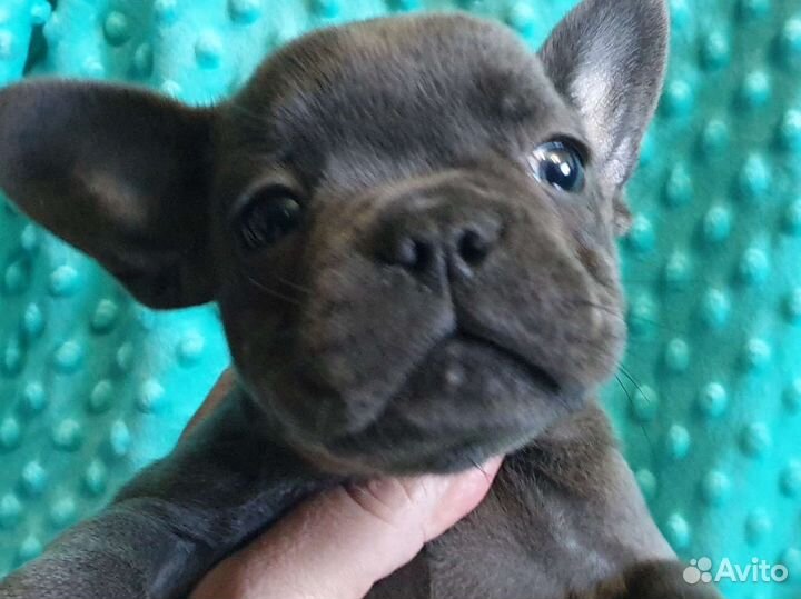 Французский бульдог голубые щенки