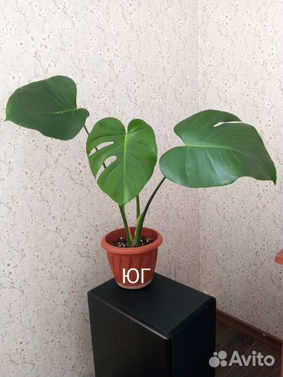Монстера - комнатные цветы