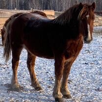 Кобылы и жеребцы породы советская тяжеловозная