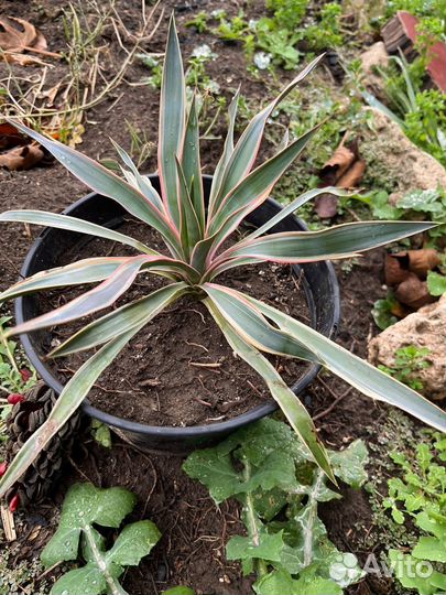 Юкка комнатная