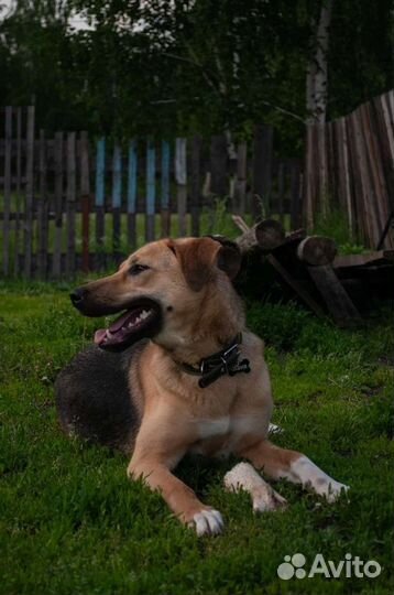 Собака в добрые руки