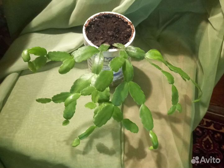 Комнатные растения