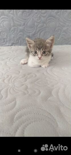 Отдадим котят в добрые руки