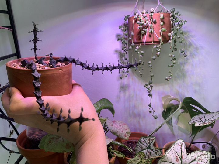 Церопегии / Ceropegia