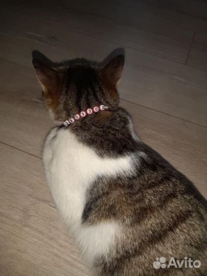Ошейник для кошек