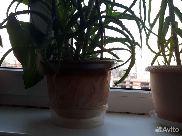 Алоэ лечебный