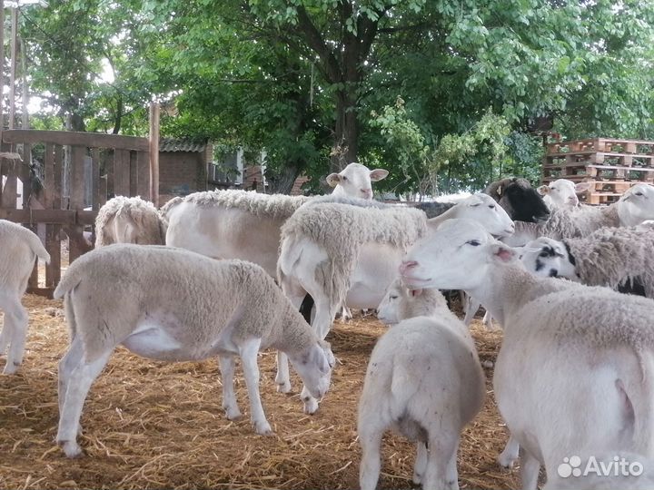 Ярки и баранчики белоголового дорпера