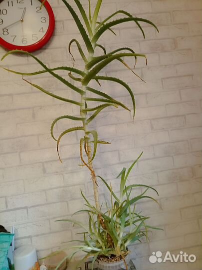 Алоэ взрослый