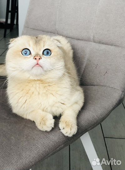 Шотландская