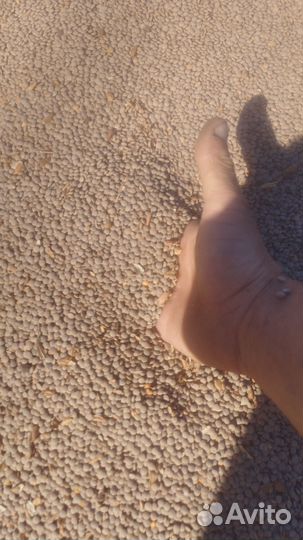 Чечевица красная