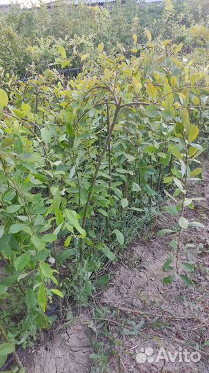 Саженцы - Верба плакучая на штамбе (Ива)