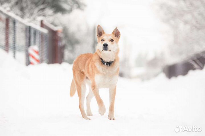 Лайка в добрые руки