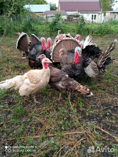 Индюки на племя