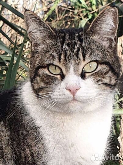 Европейская