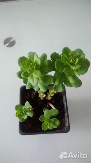 Очиток седум, Хлорофитум кудрявый, фиалки сортовые