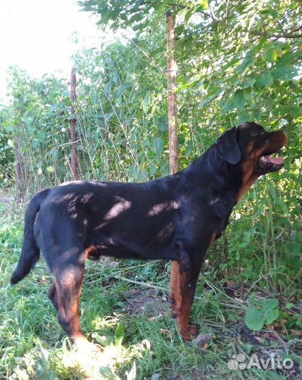 Ротвейлер