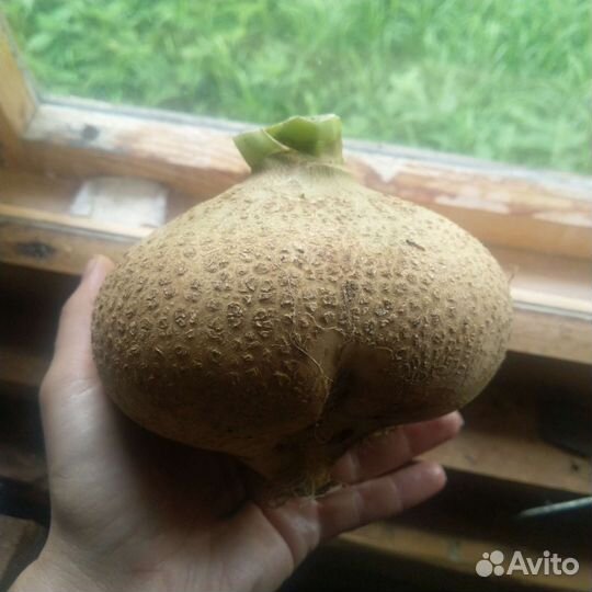 Семена брюквы. Сортовая