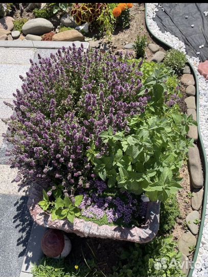 Чебрец, мята, мелиса