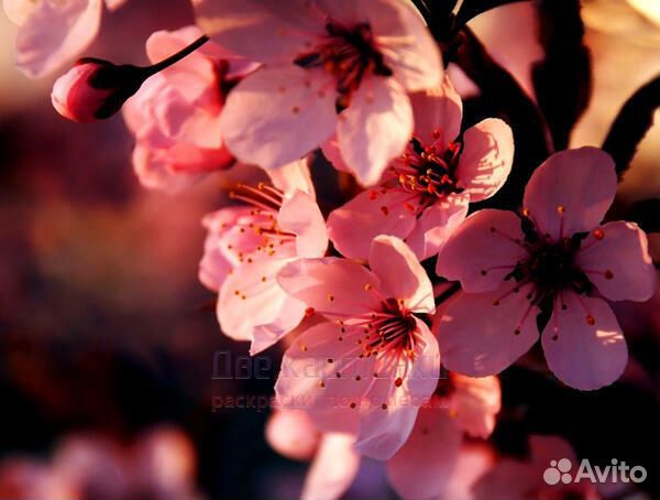 Алмазная мозаика 40x50 Цветы сакуры крупным планом