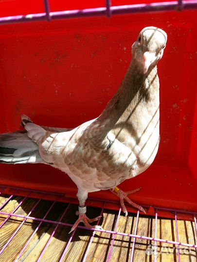 Продам голубей