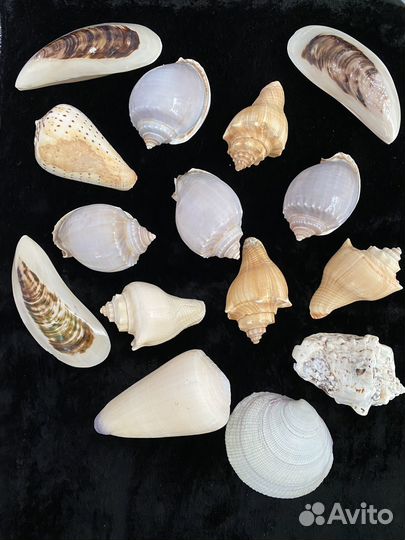 Морские ракушки, раковины, морская ракушка