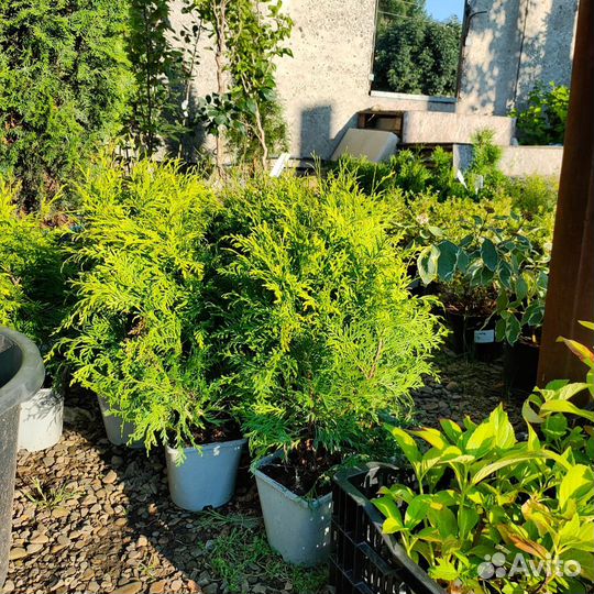 Туя Голден Глоб