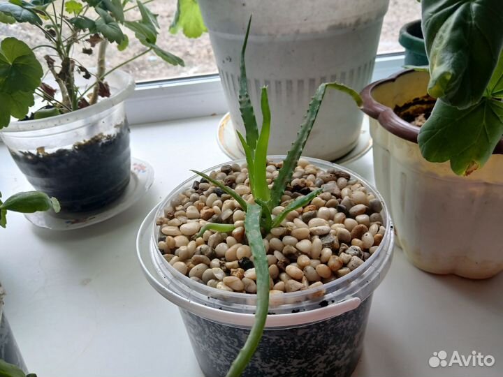 Суккуленты которые не нужно поливать