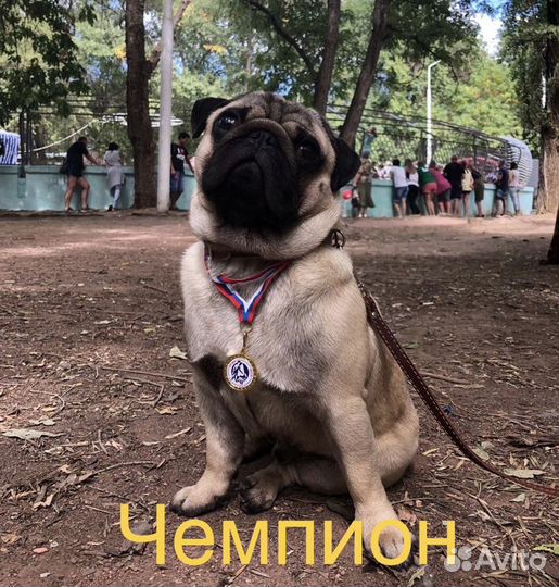Мопс для вязки