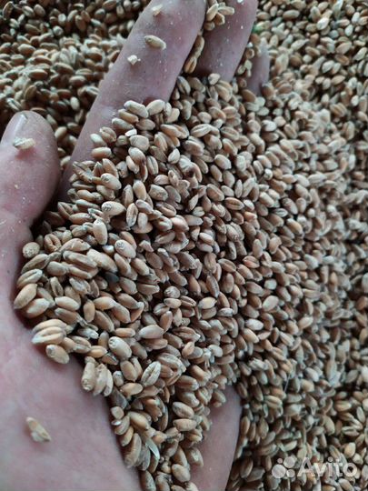 Зерно: пшеница.ячмень