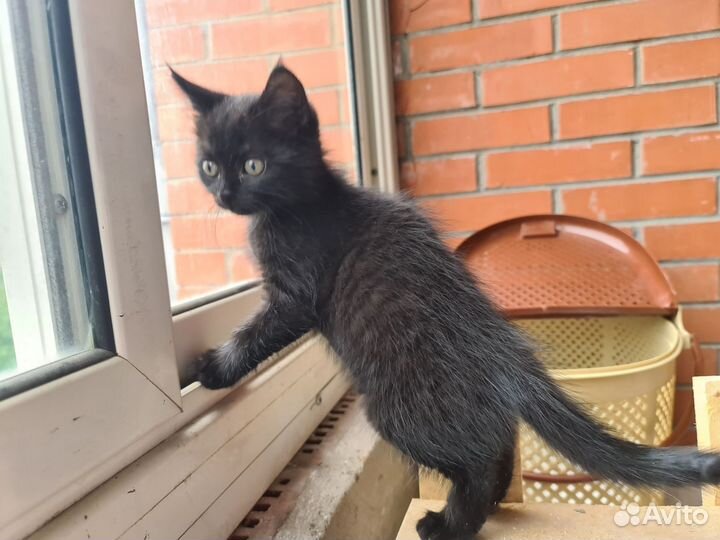 Котенок черный