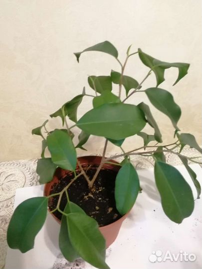 Фикус бенджамина