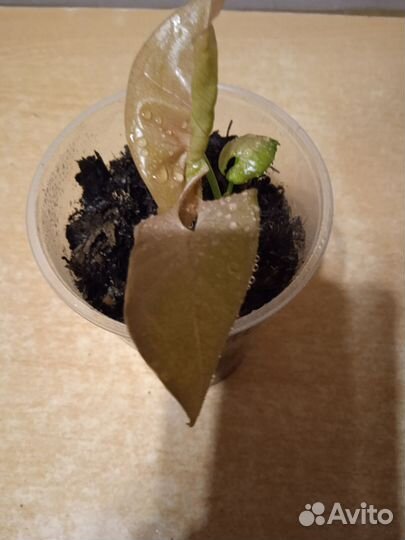 Комнатные растения