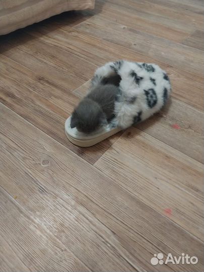 Котеночки в добрые руки