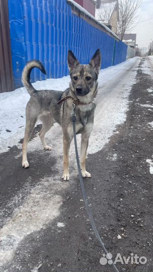 Собака- компаньон Дина