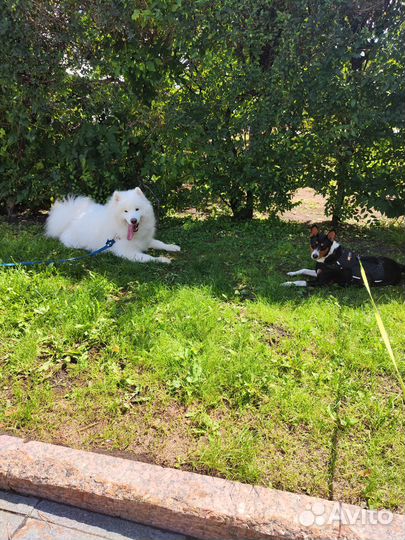 Зооняня. Выгул собак. Кинолог