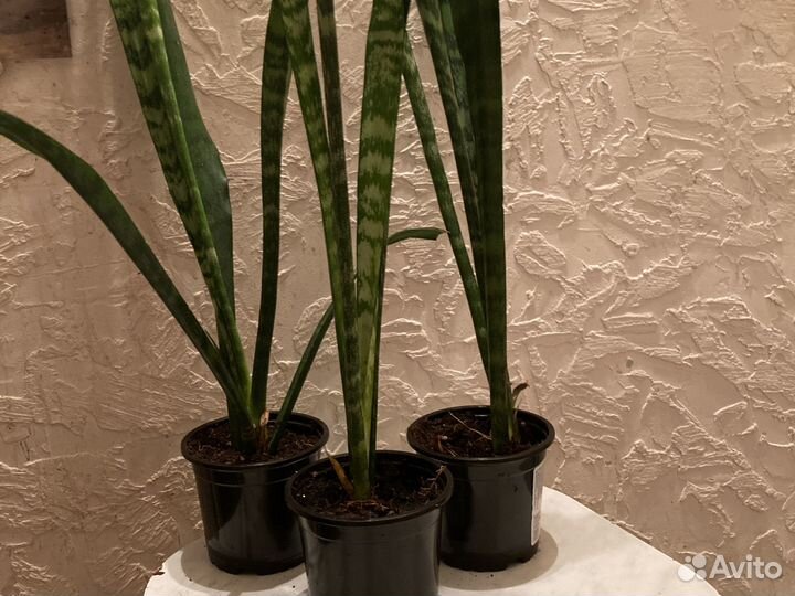 Сансевиерия