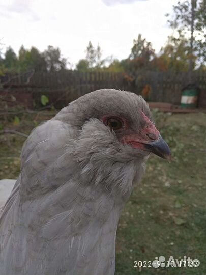 Инкубационное яйцо Амерауканы и Белефельдера