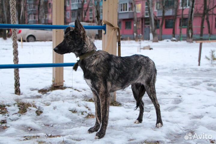 Отдам щенка в добрую семью