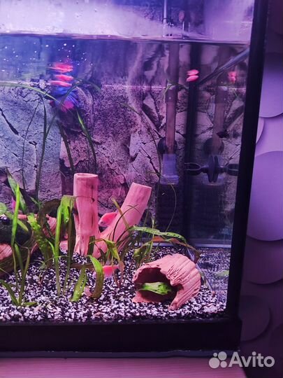Аквариум 150 л. Плюс допы. Красивые рыбки