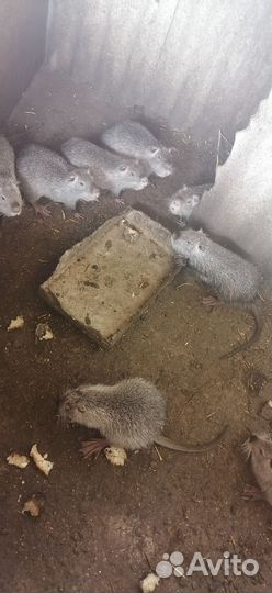 Нутрии разных возрастов