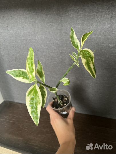 Педилантус традесканция