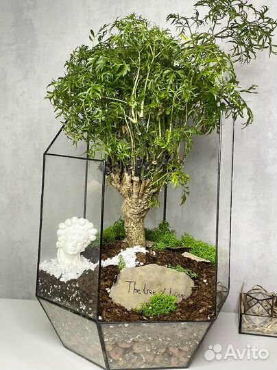 Дерево любви Фрутикоза в осколке