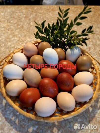 Куриная мозаика из цыплят 4 пород 21 шт